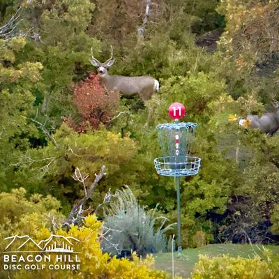 Hole 11 - Couple of bucks getting an early round in. October 2025