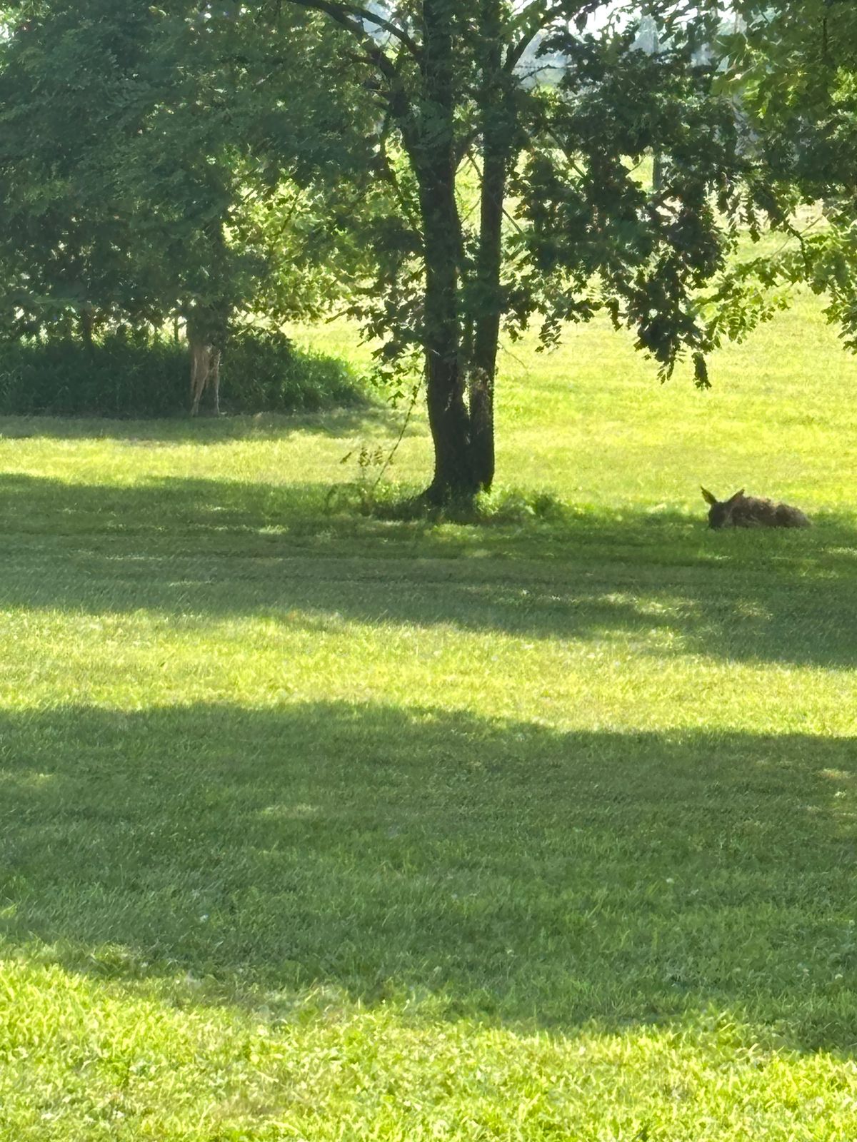 Fawns relaxing in the shade