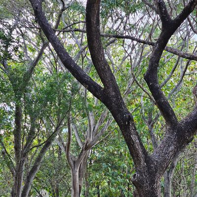 Great Paul McBeth Foundation course design!