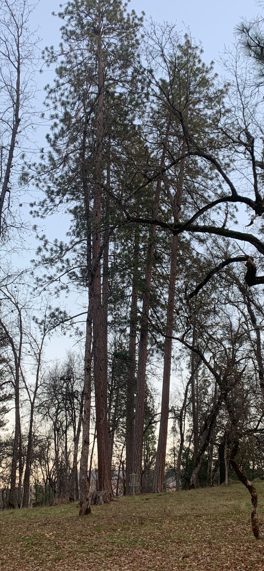Hole 1 from red tee