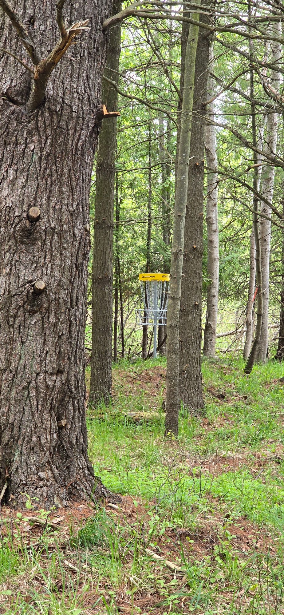 Hole 4 Basket from fairway