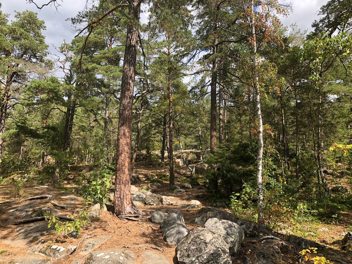 Första tee