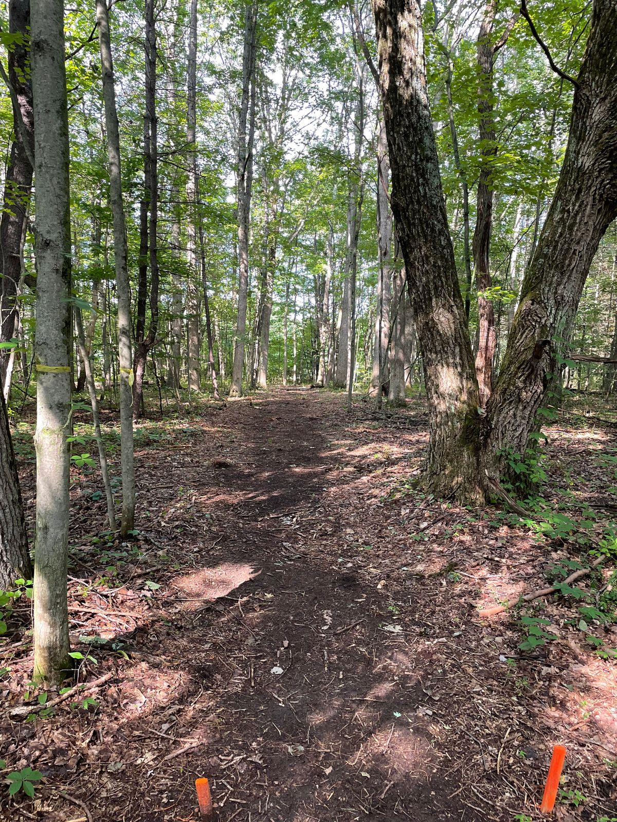 Hole 5 tee