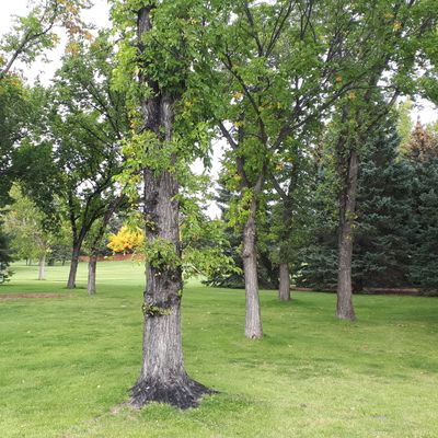 The trees that guard the green of hole four.