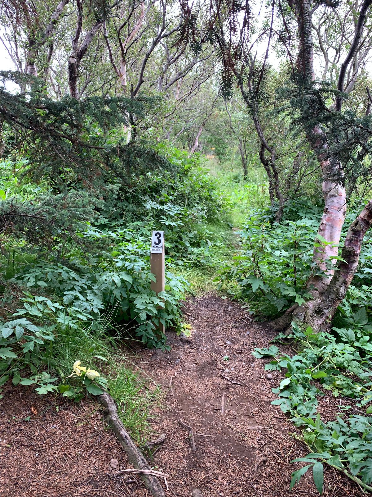 3rd tee