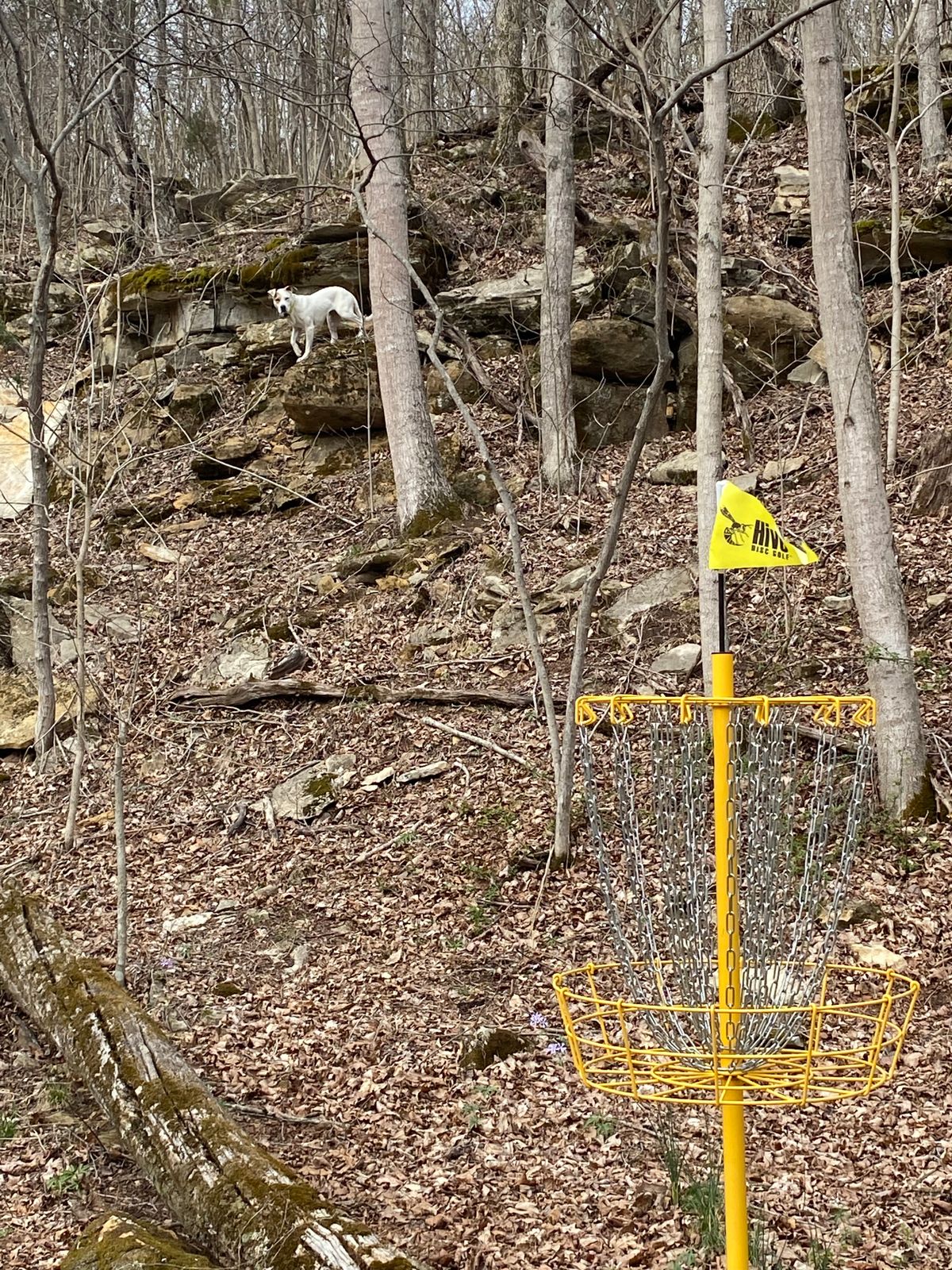 White wolf of the bluff!