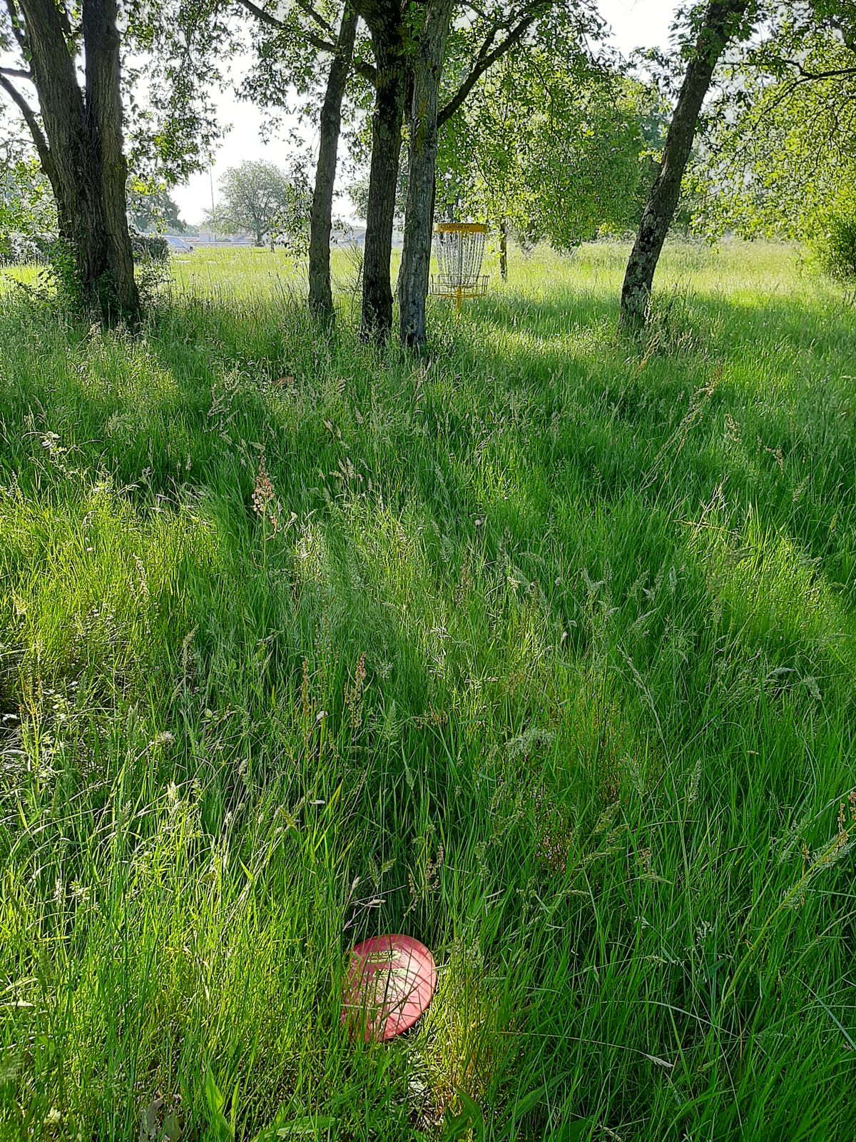 Herbes très hautes jusqu'au panières