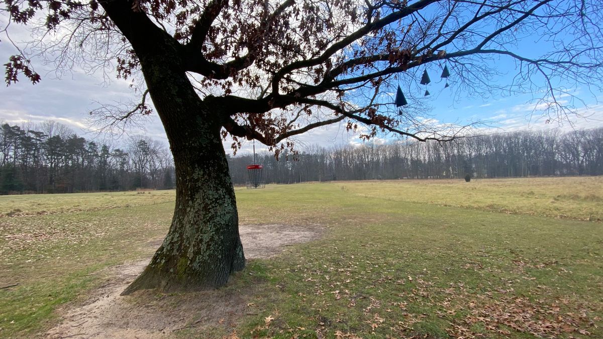 The hanging basket of the green of 16