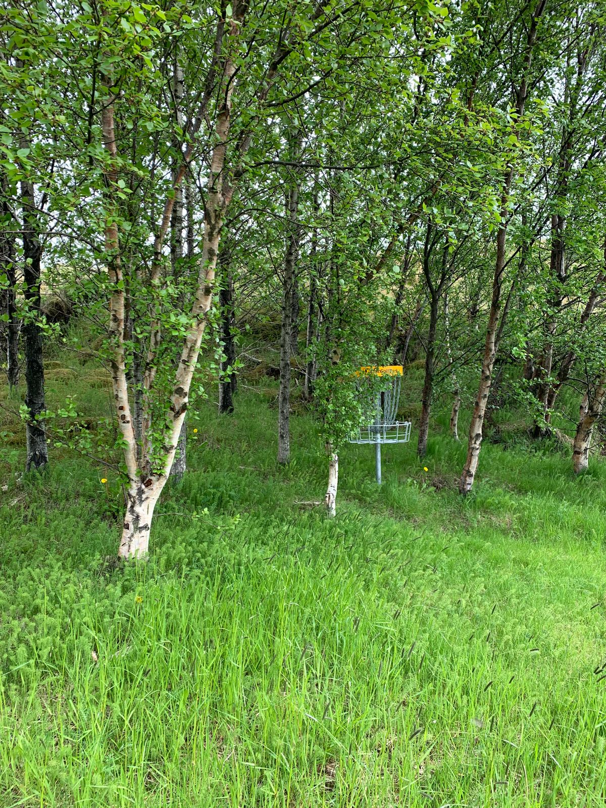 6th hole