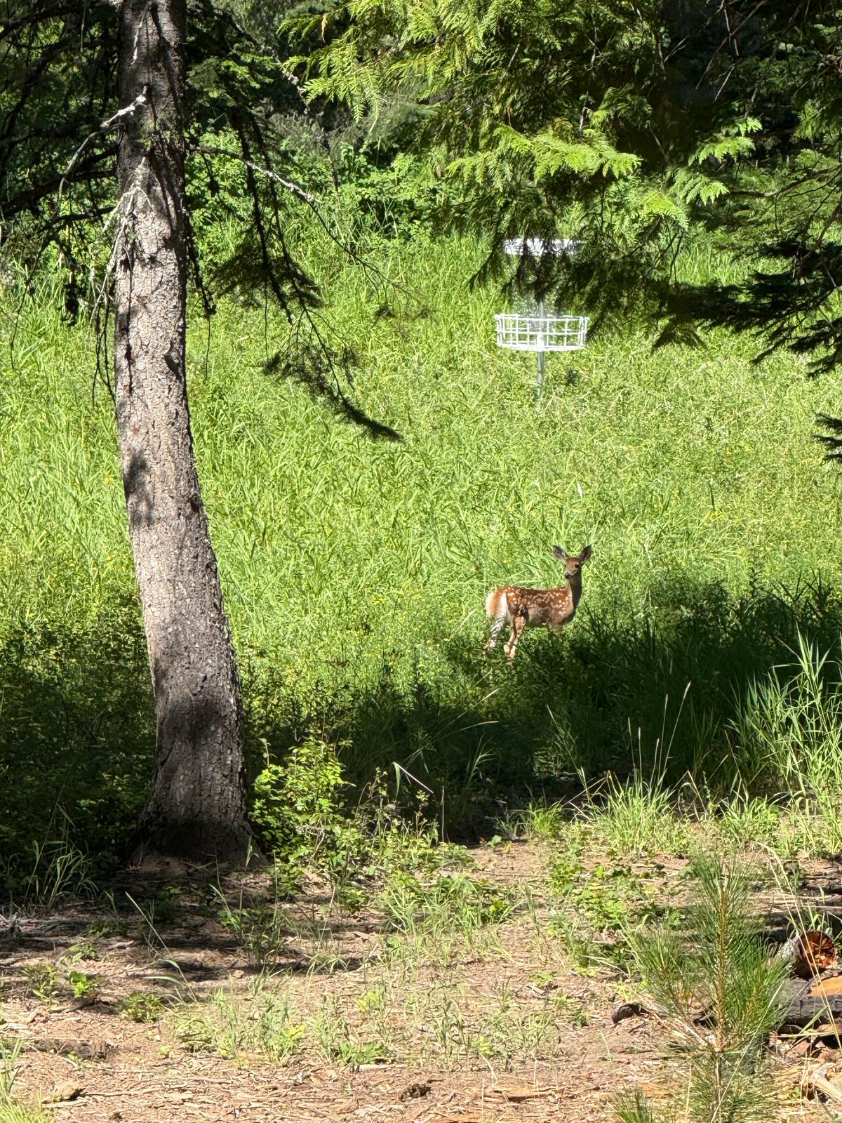 Fawn on fairway basket 18