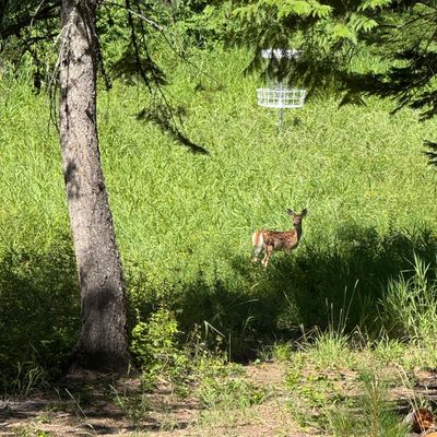 Fawn on fairway basket 18