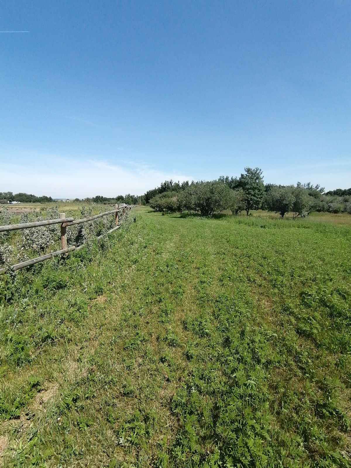 #11 looking back towards tee from fairway