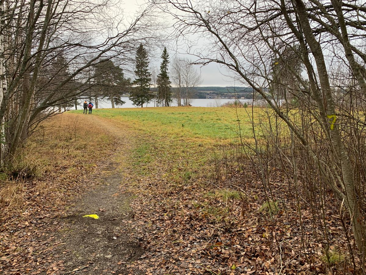 Hål 7s utkast mot korgen nere vid tallarna & vattnet