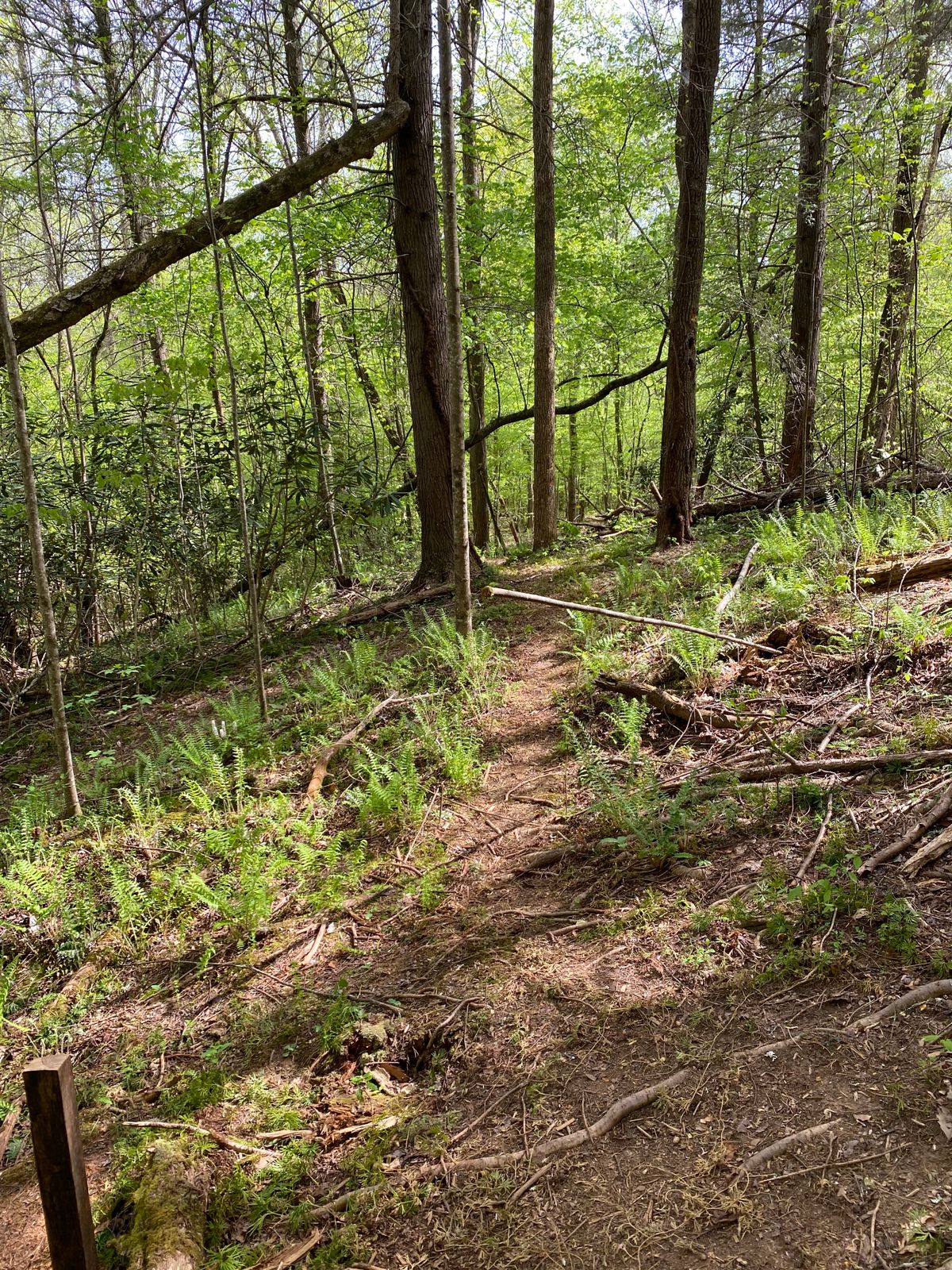 Hole 12. Narrow gap, straight ahead.