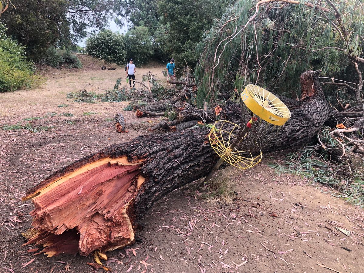 9/16/23 heard tree branch making funny noises while putting, ran out of the way as it fell on basket