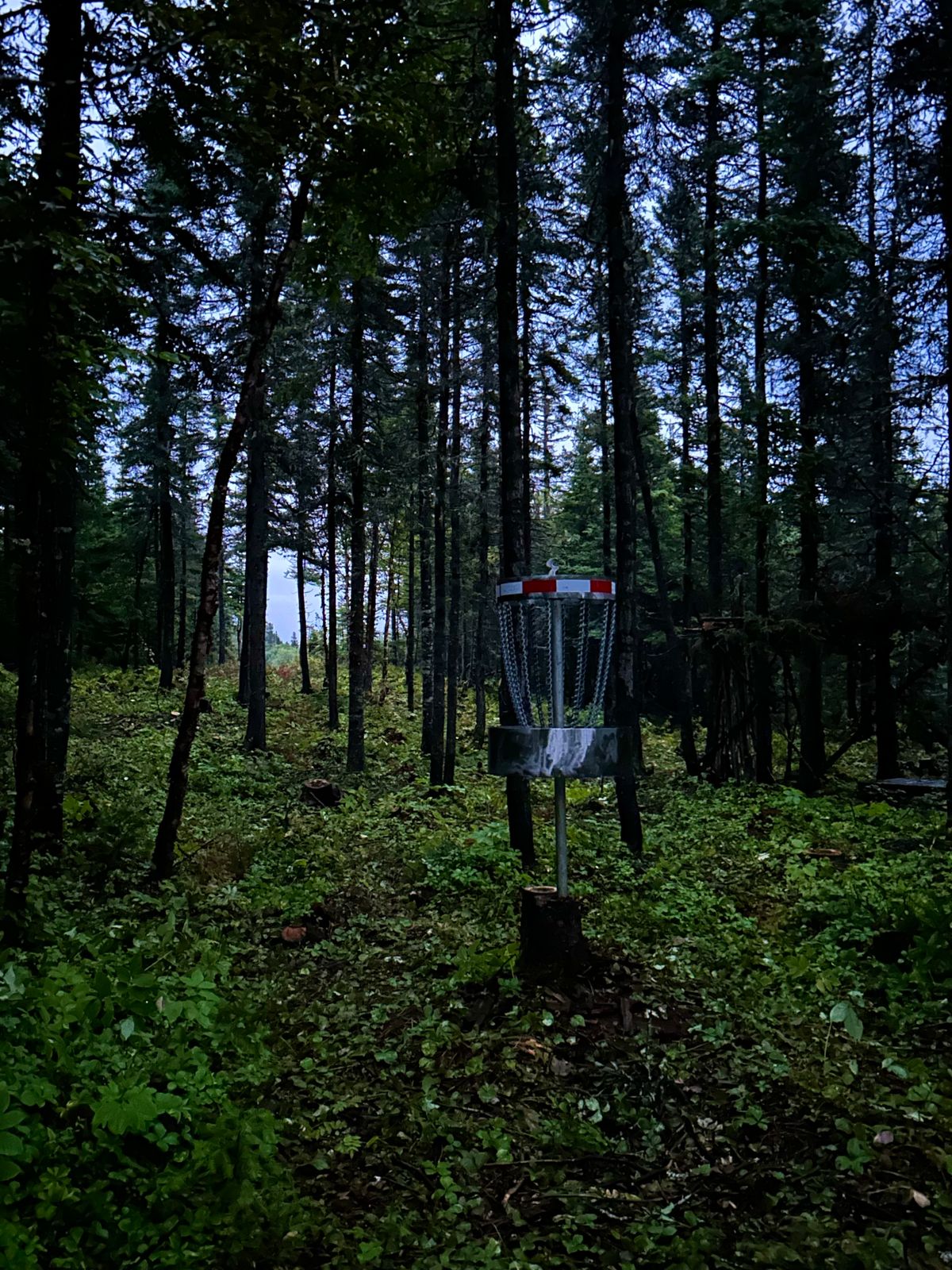 Panier #3, on voit le fairway derrière