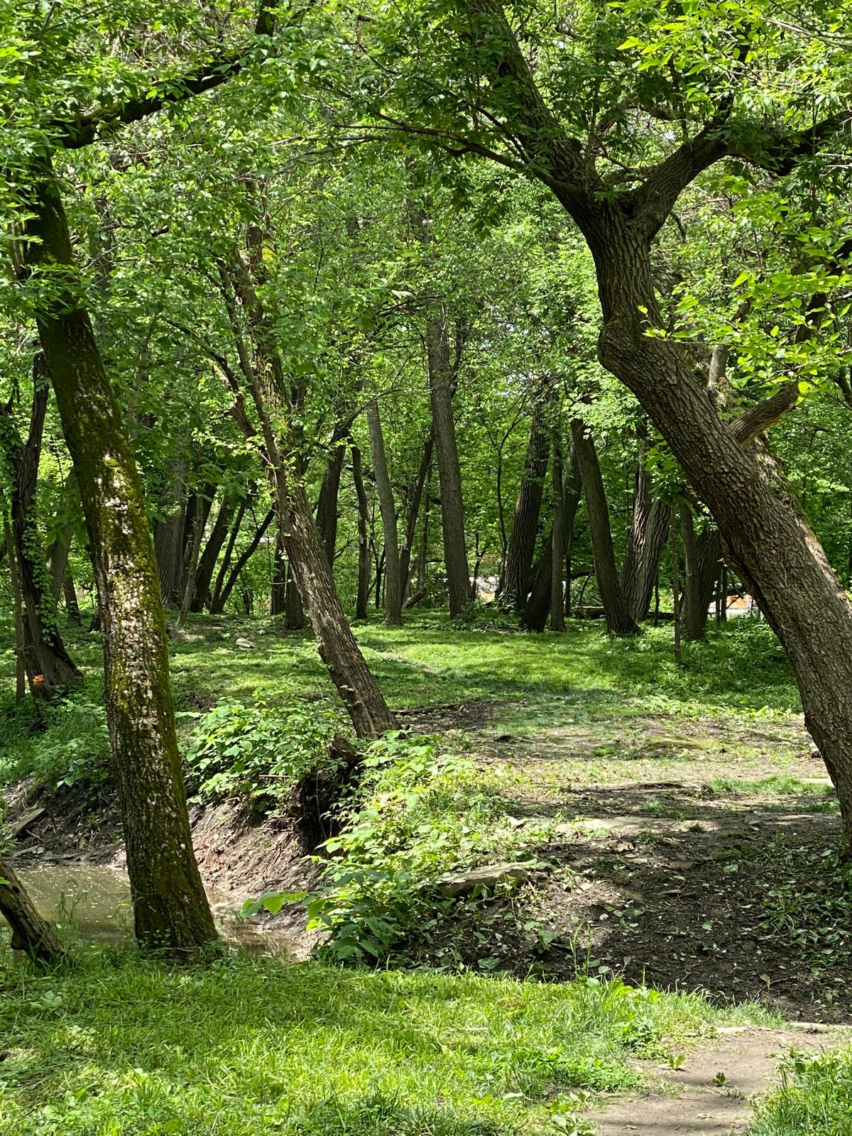 Hole #1 fairway