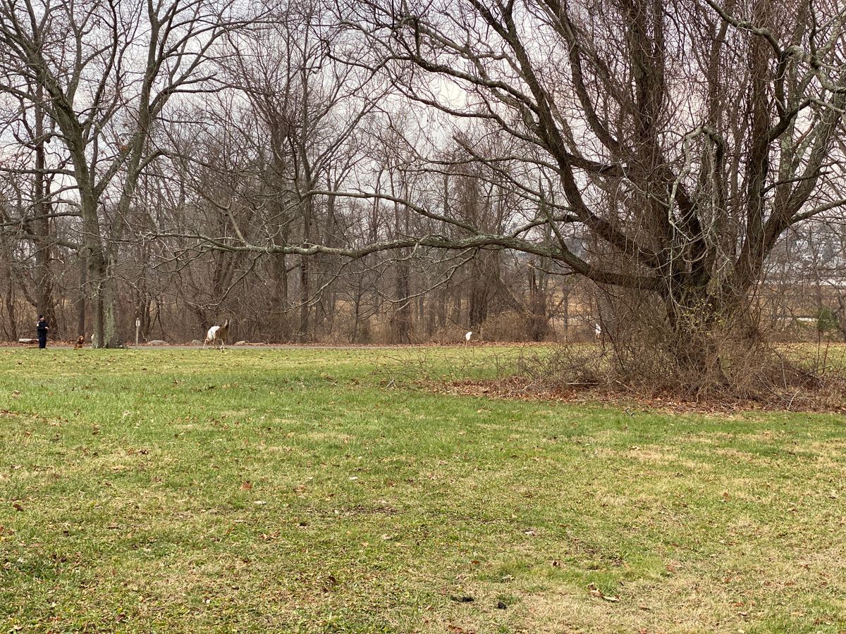 Original 16th fairway — basket has been removed.