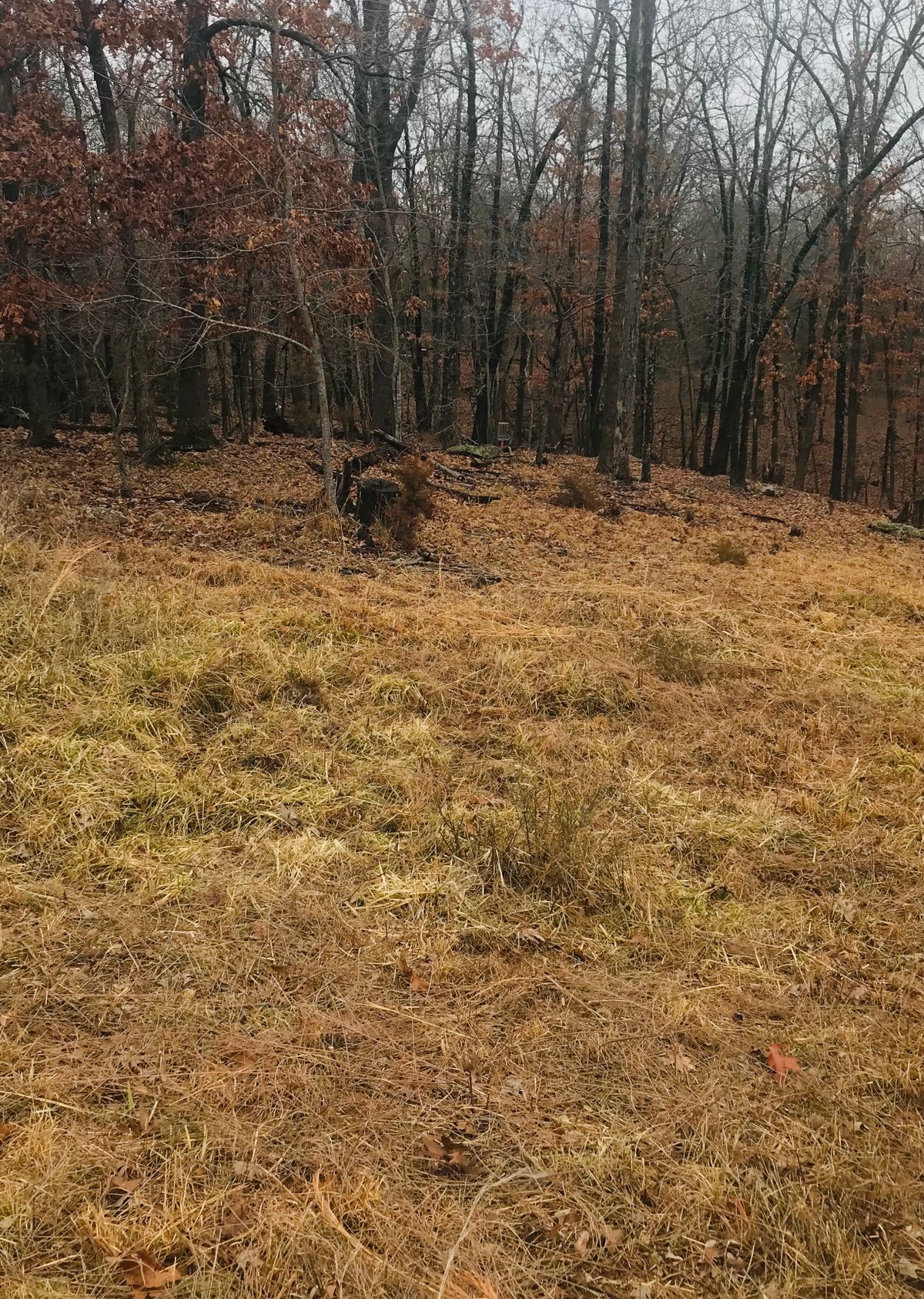Hole 1 from mid-fairway toward basket.