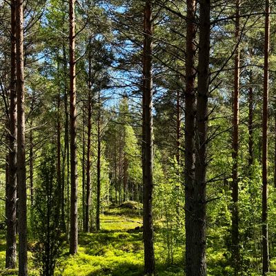 Väylä 6 tee