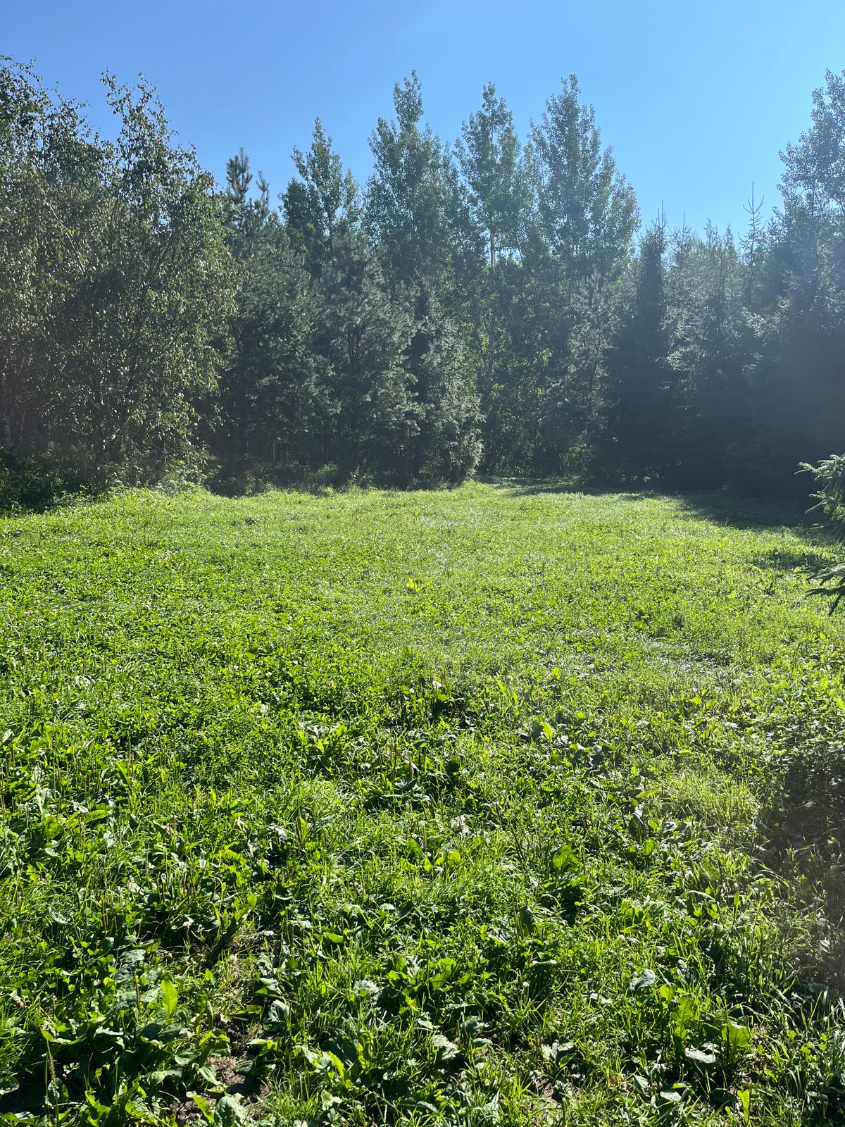 Hole 5, mid fairway to basket