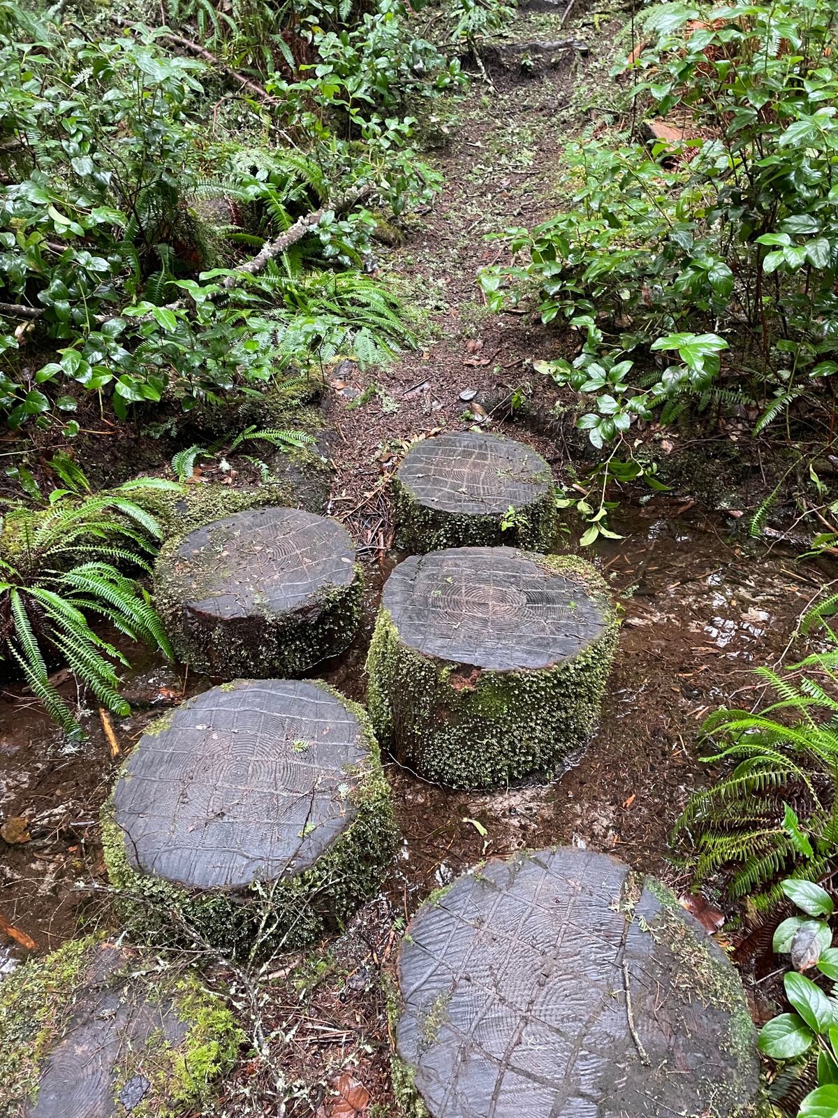 Cool stepping logs.