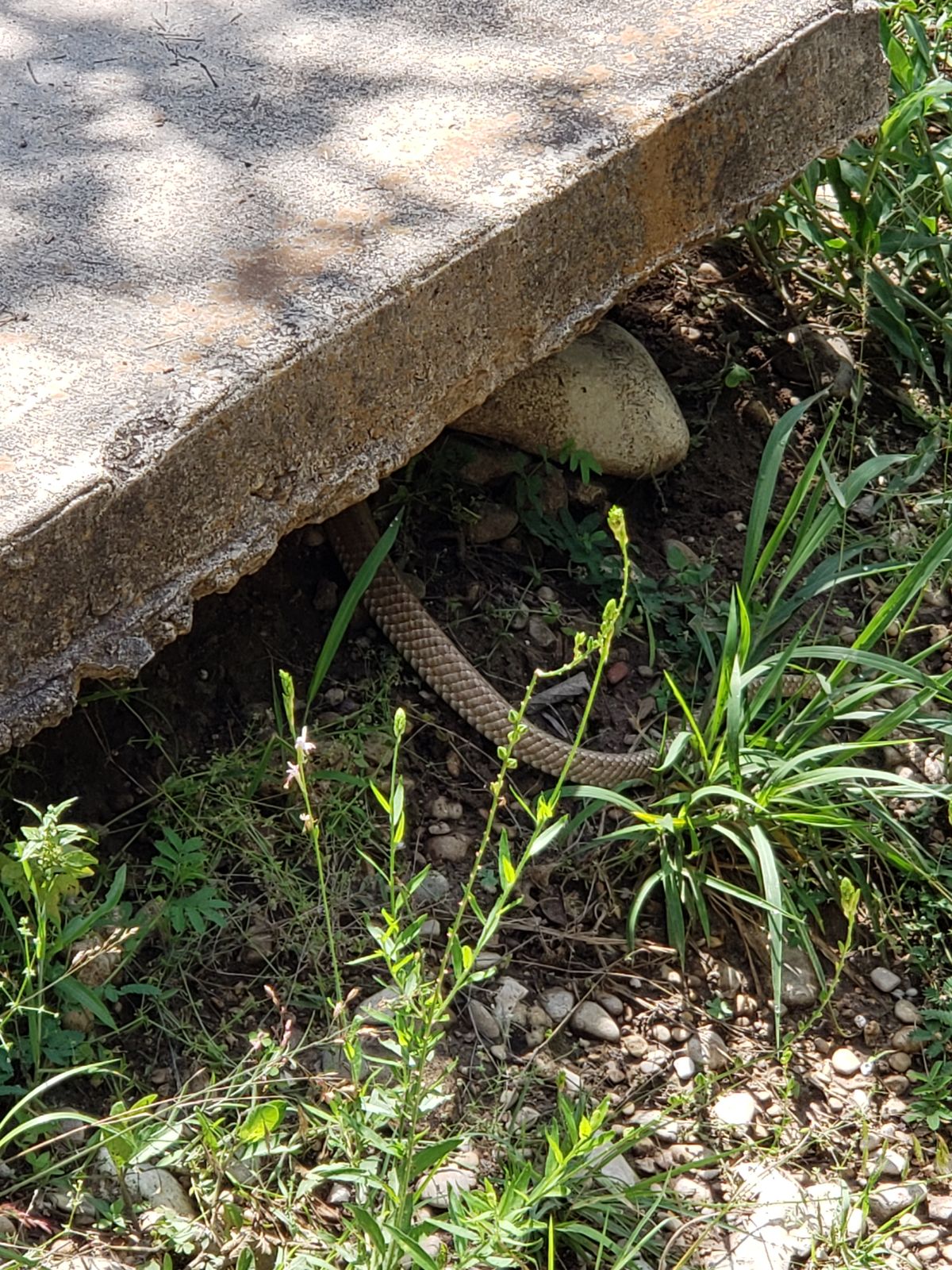 Tpad 9 Danger Noodles. Not a herpetologist. Be safe out there.