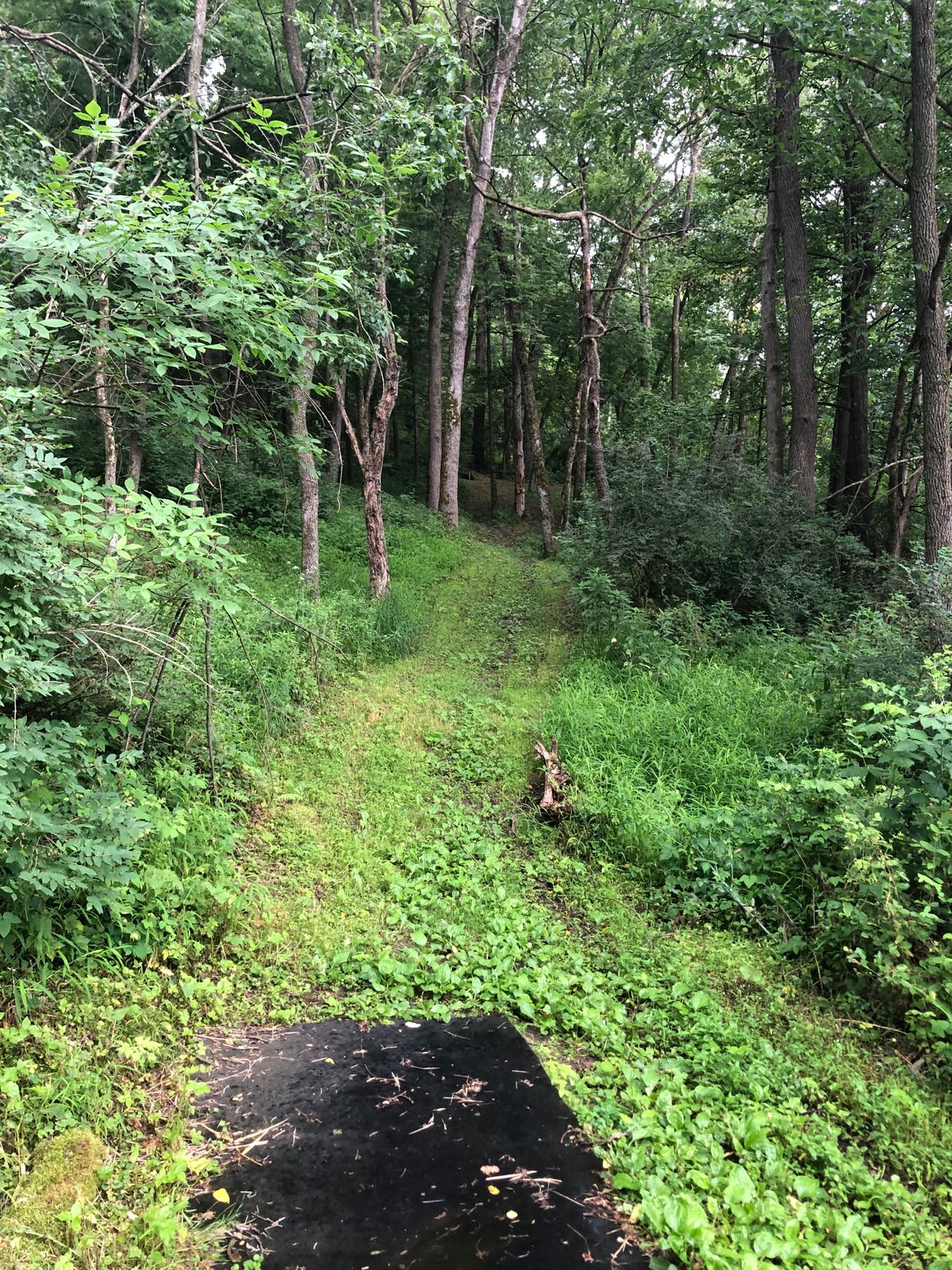 Hole 16, basket is up the hill and through the trees.