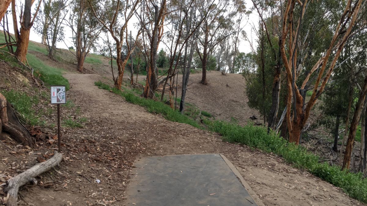 Before the trees were cut 2016