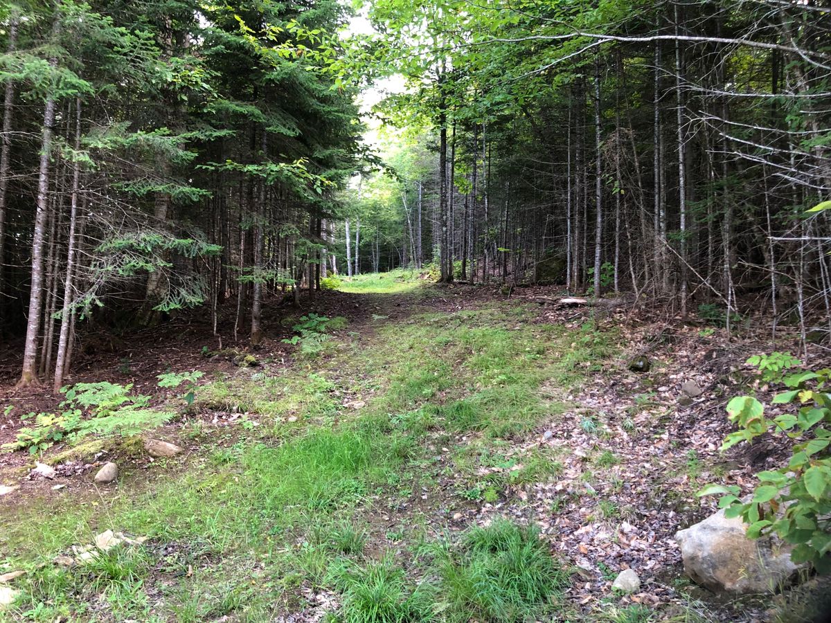 Basket 10 tee pad