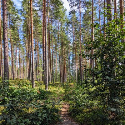 5. väylä