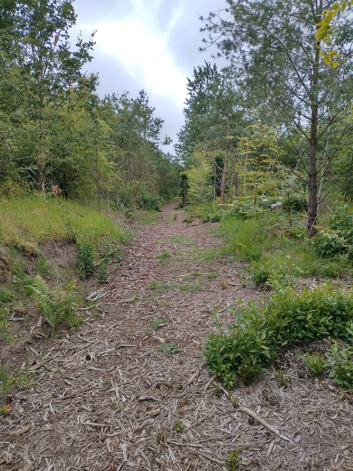 Fairway 6