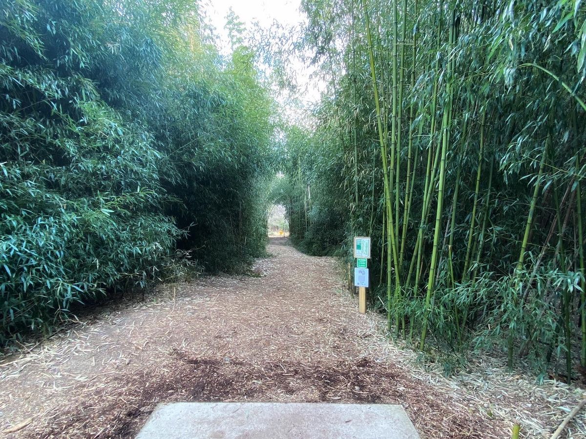 Hole 1 bamboo tunnel
