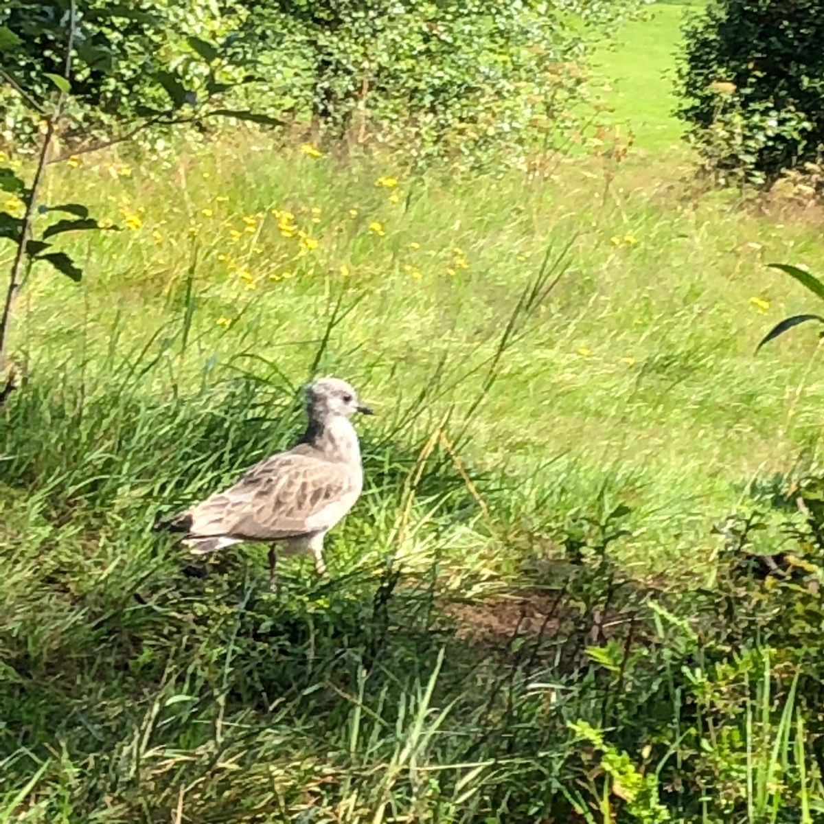 This little seagull chick lives in the area around basket 9 and Tee box 10
