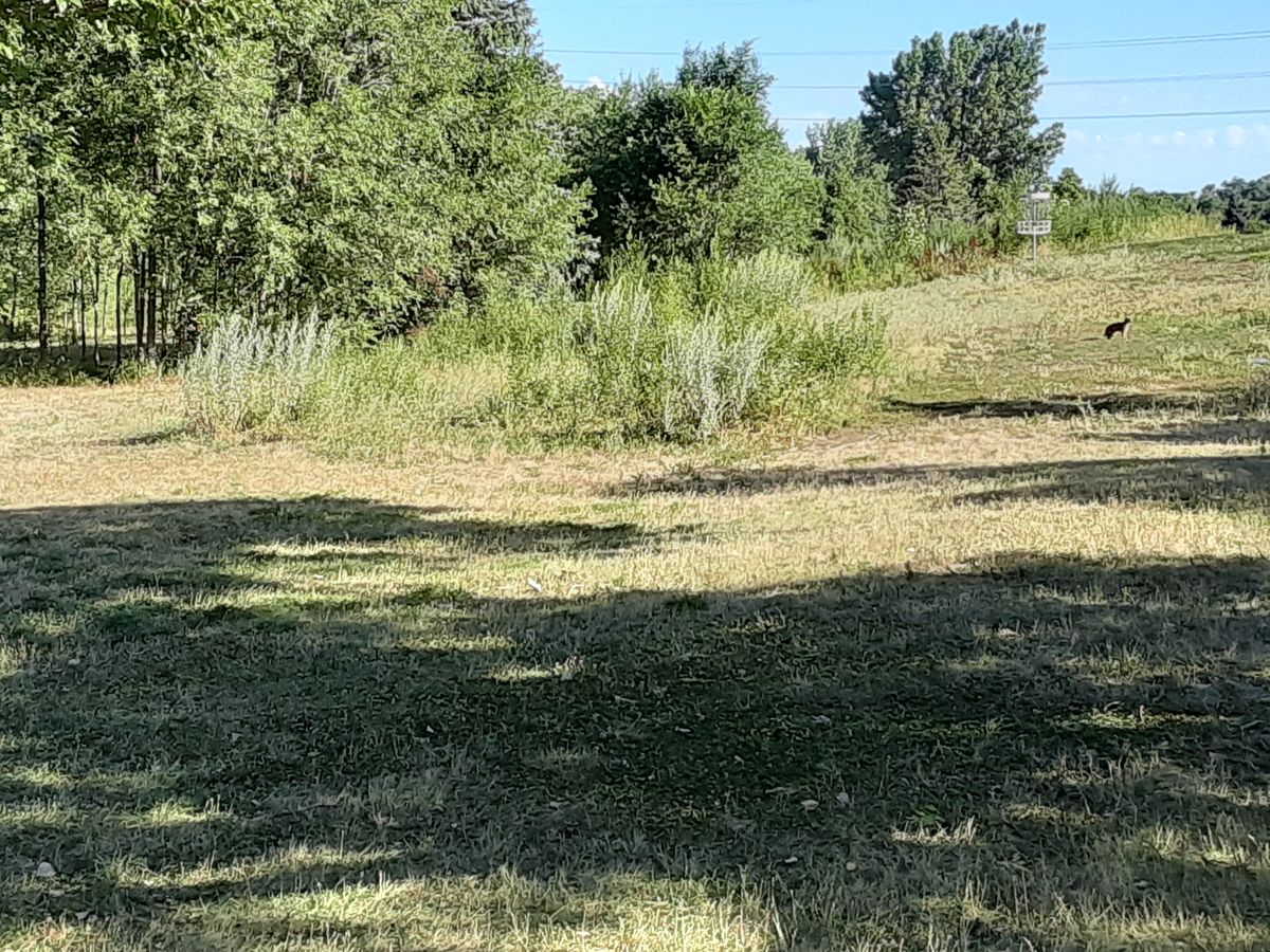 A rabbit guarding hole 11.