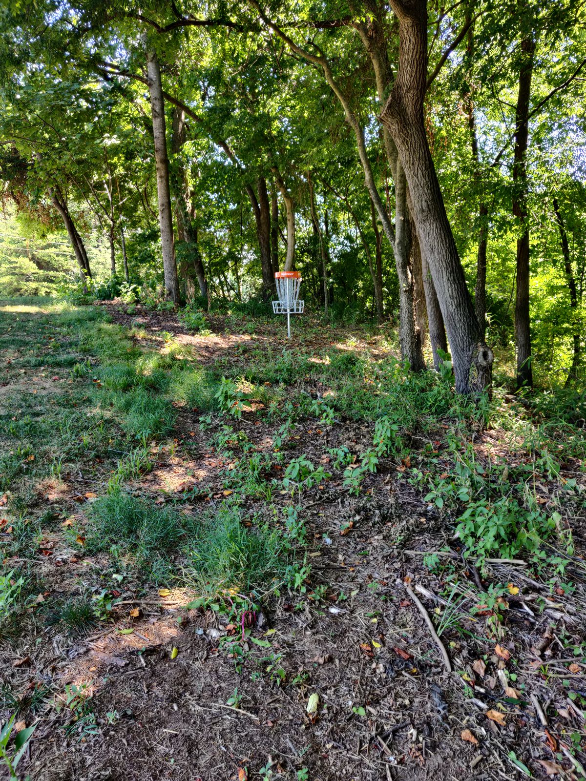Hole 16 basket. Looking uphill from path to hole 17 tee pad.