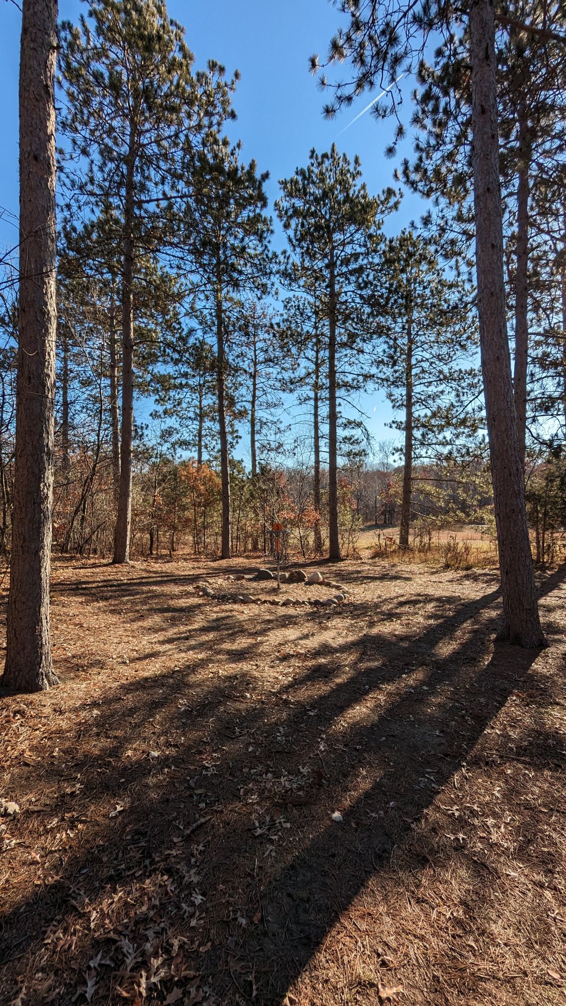 Hole 8 basket (old hole 5)