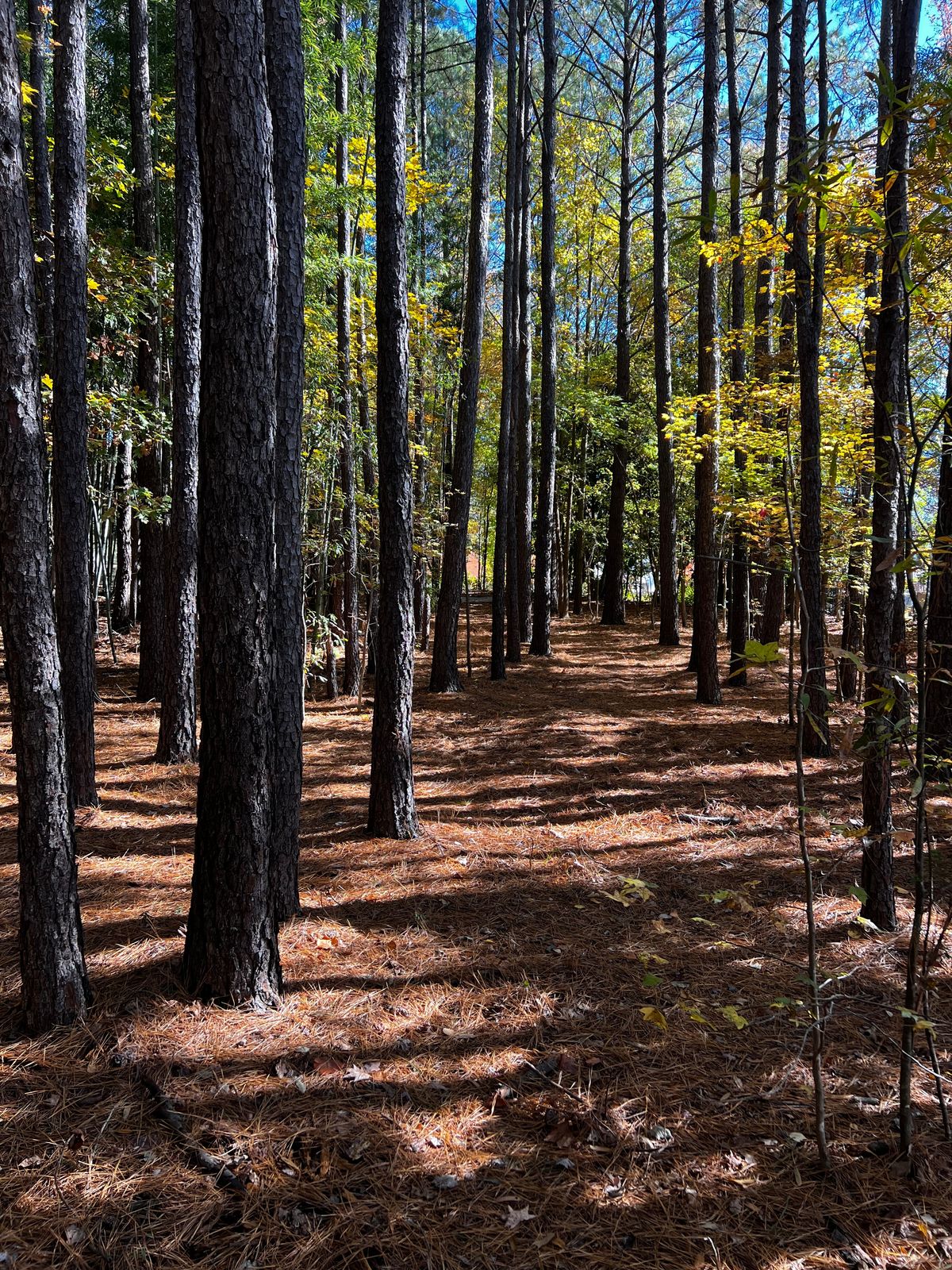 Green looking back towards tee