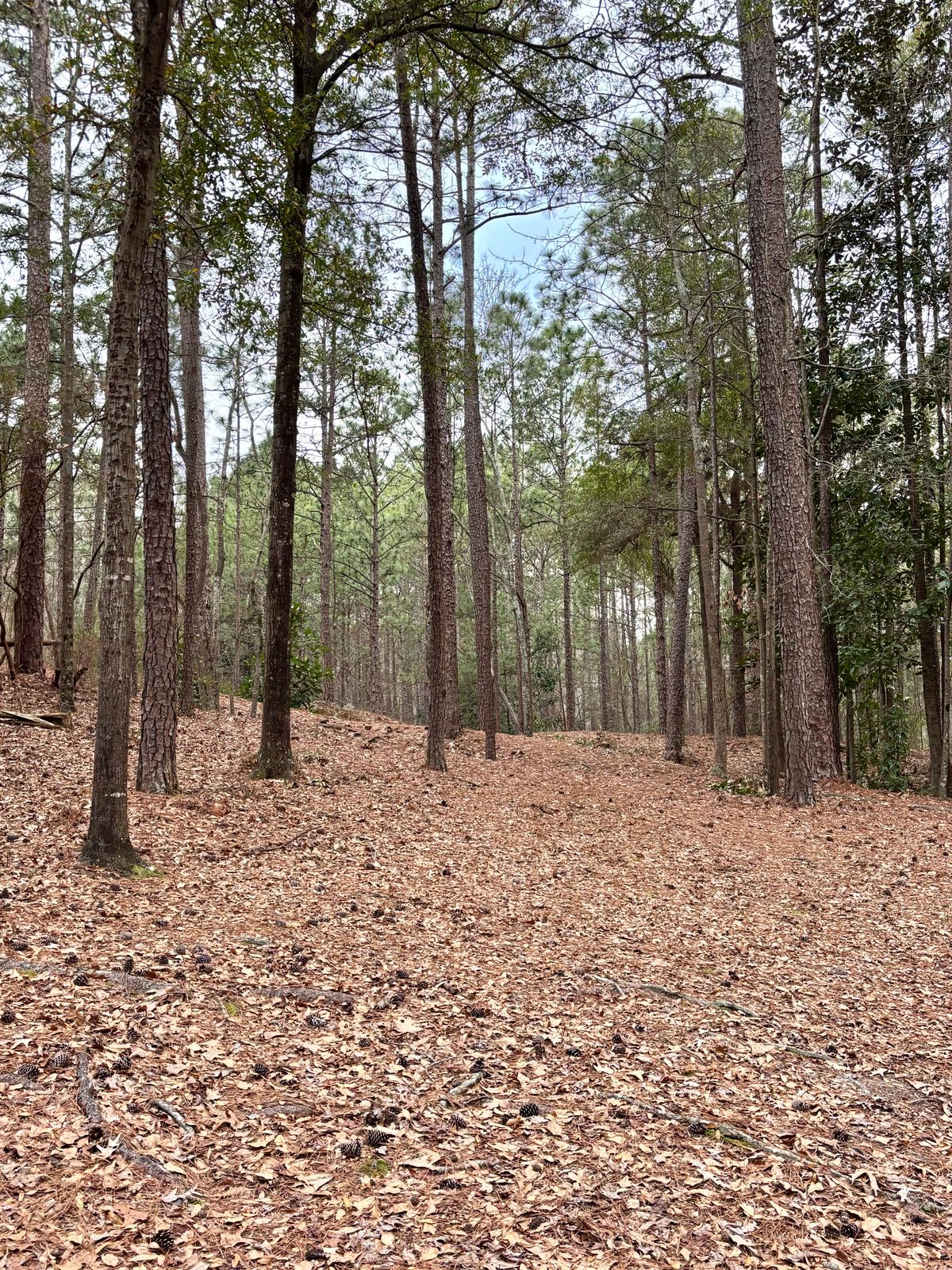 Hole 3 Approach