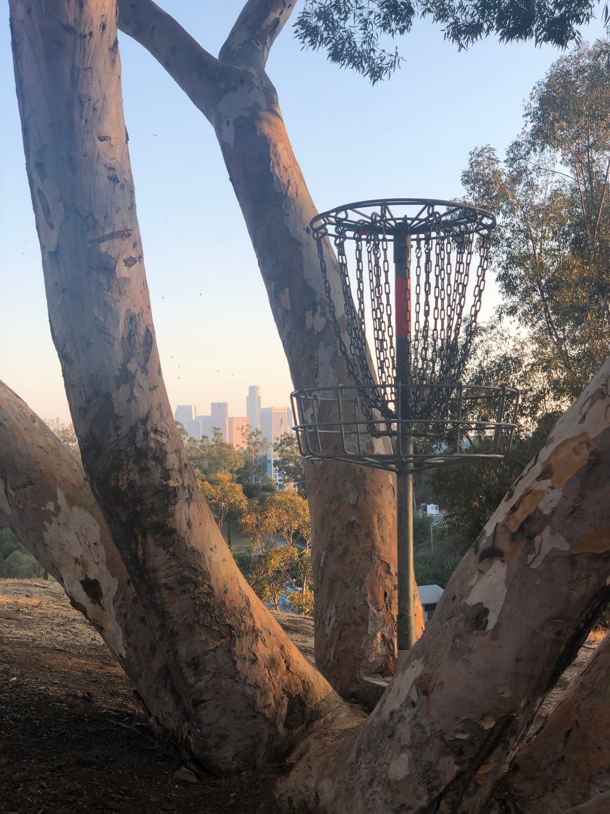 Spider Tree, DTLA