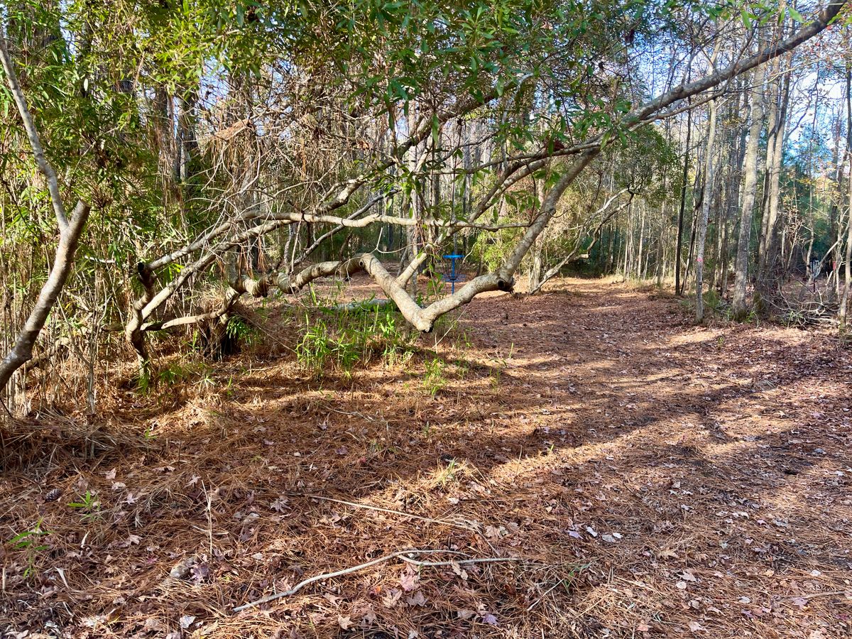 Hole 17 basket