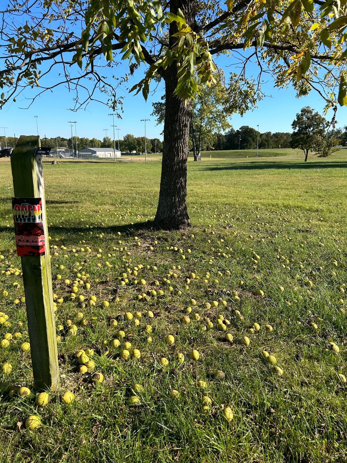 Hole #2 Grass Tee Pad