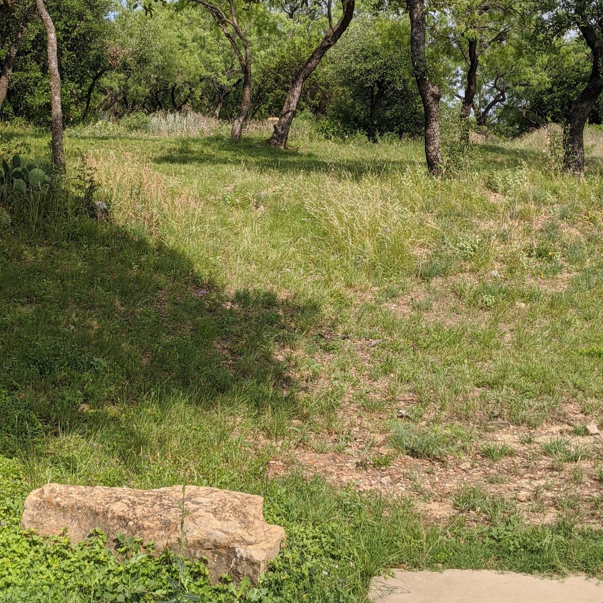 Hole 7  from tee to basket. Only the band of the basket up the small incline is visible in the picture.