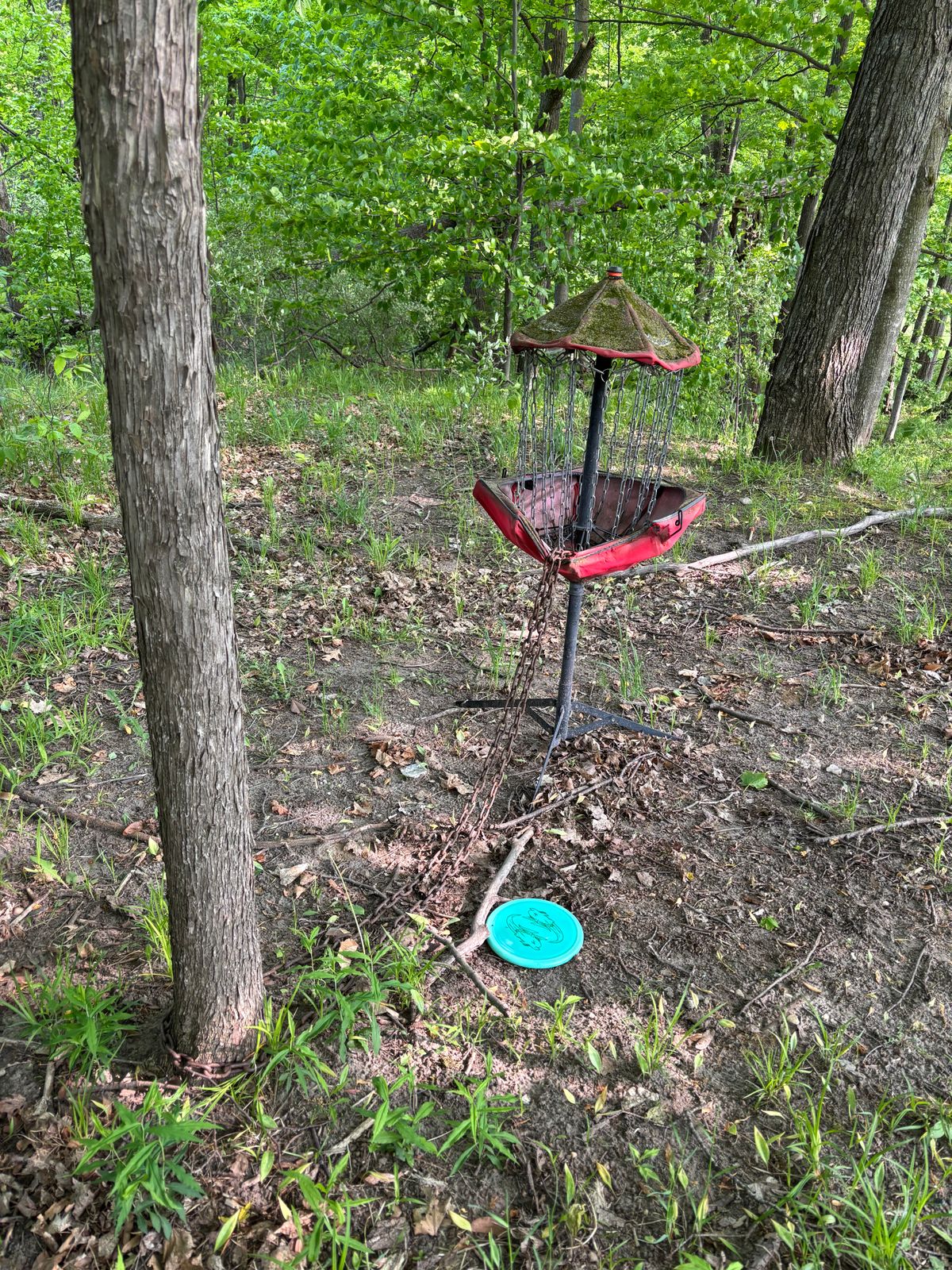 It’s chained to a tree!
