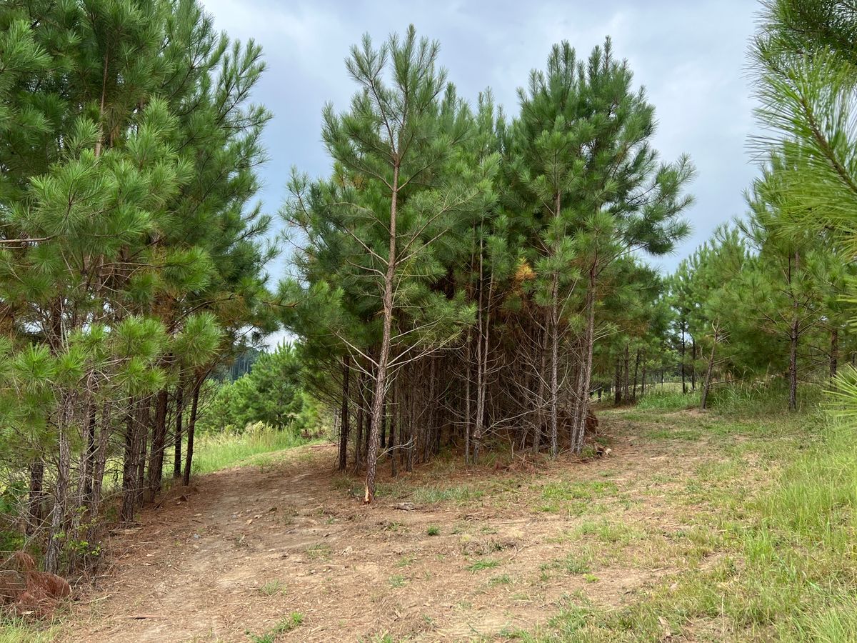 Hole 11