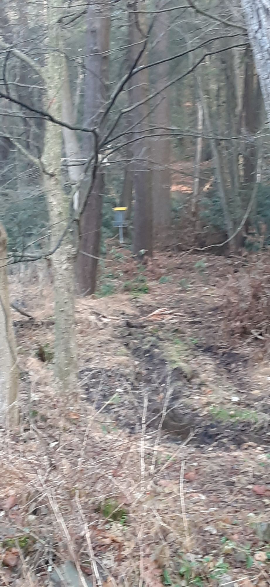 Hole 7 Tee