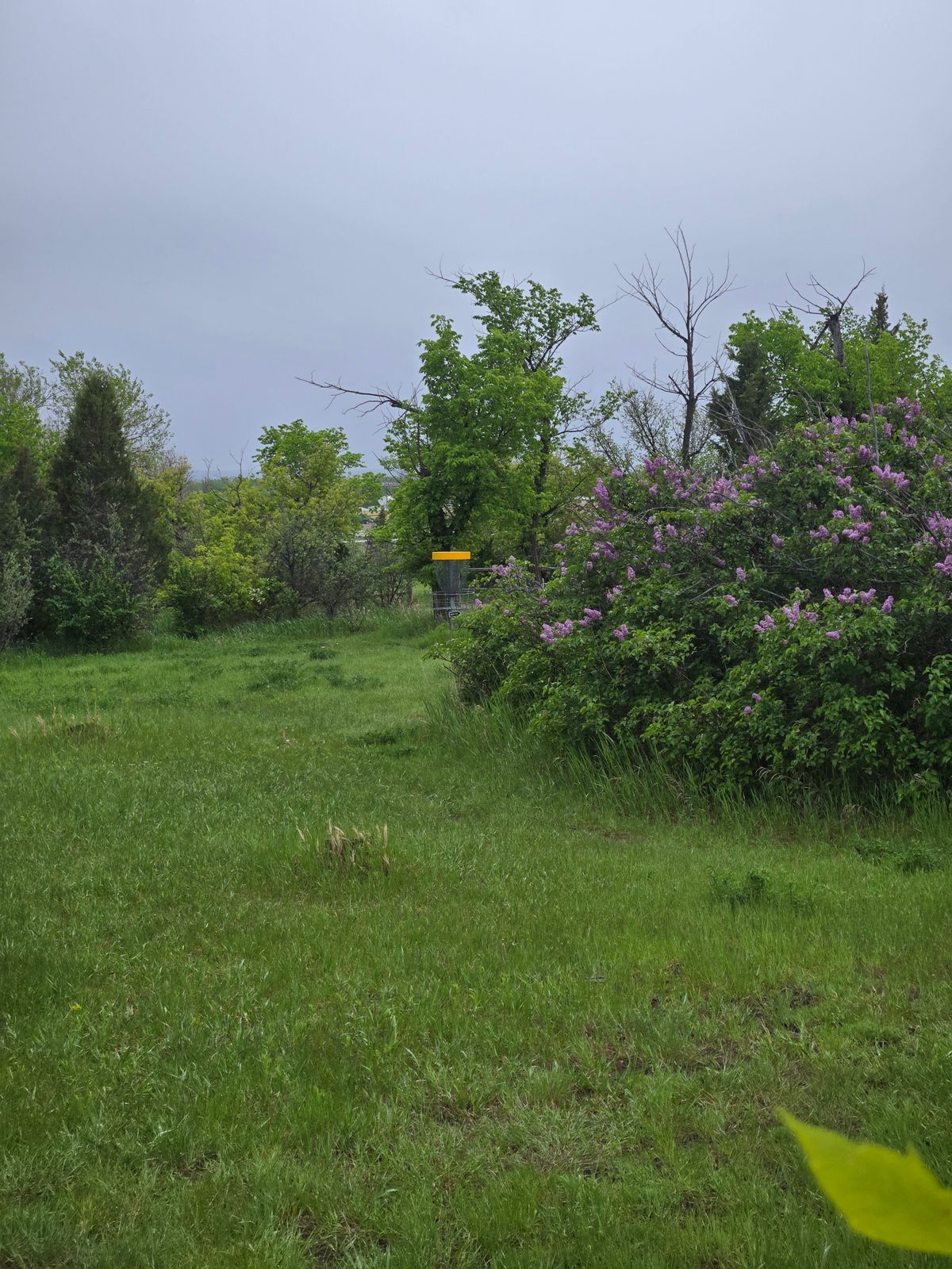 Lilacs on hole 11
