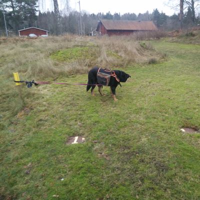 Hål 1, korg vid röda ladan