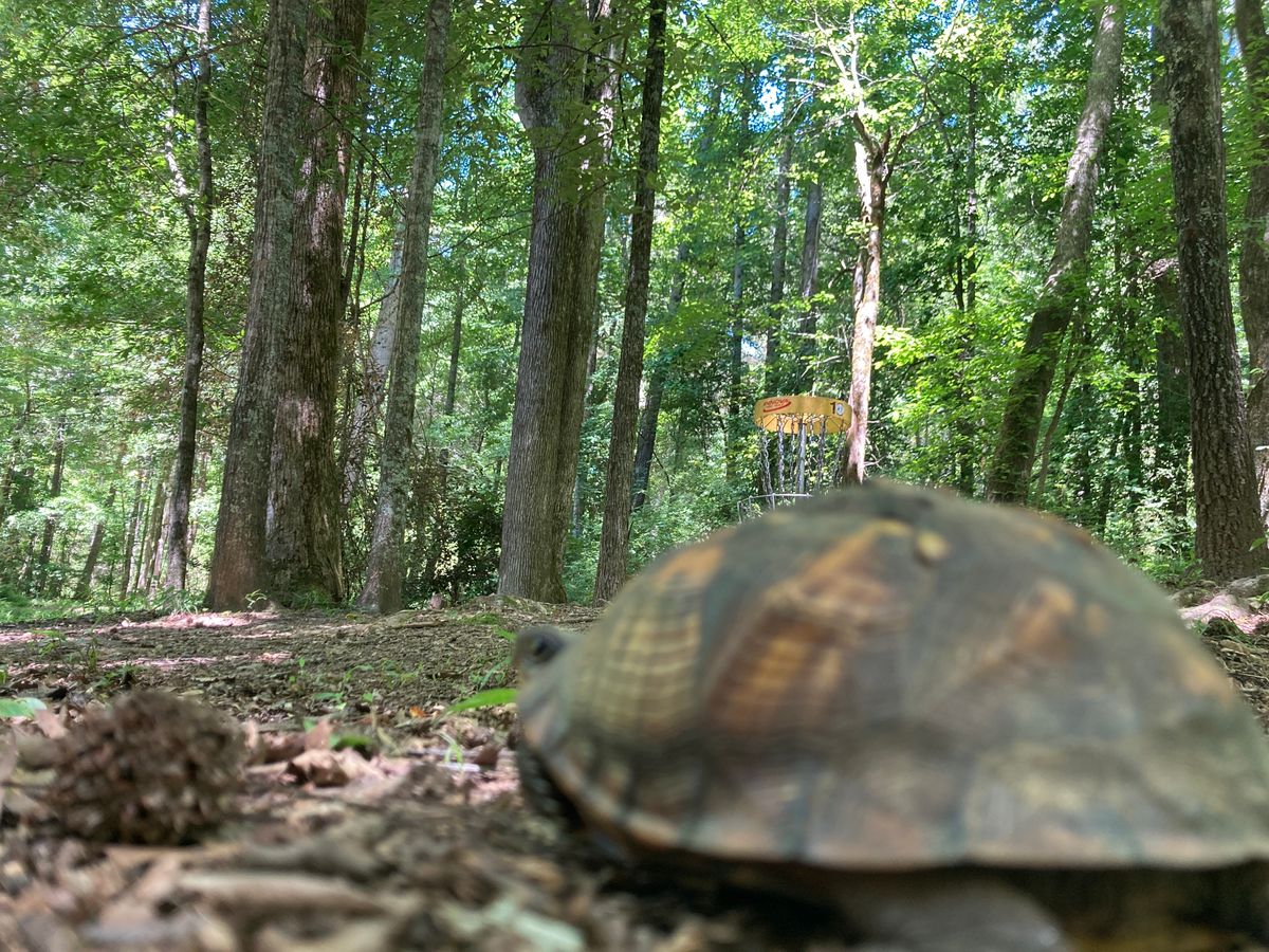 Turtle at 10