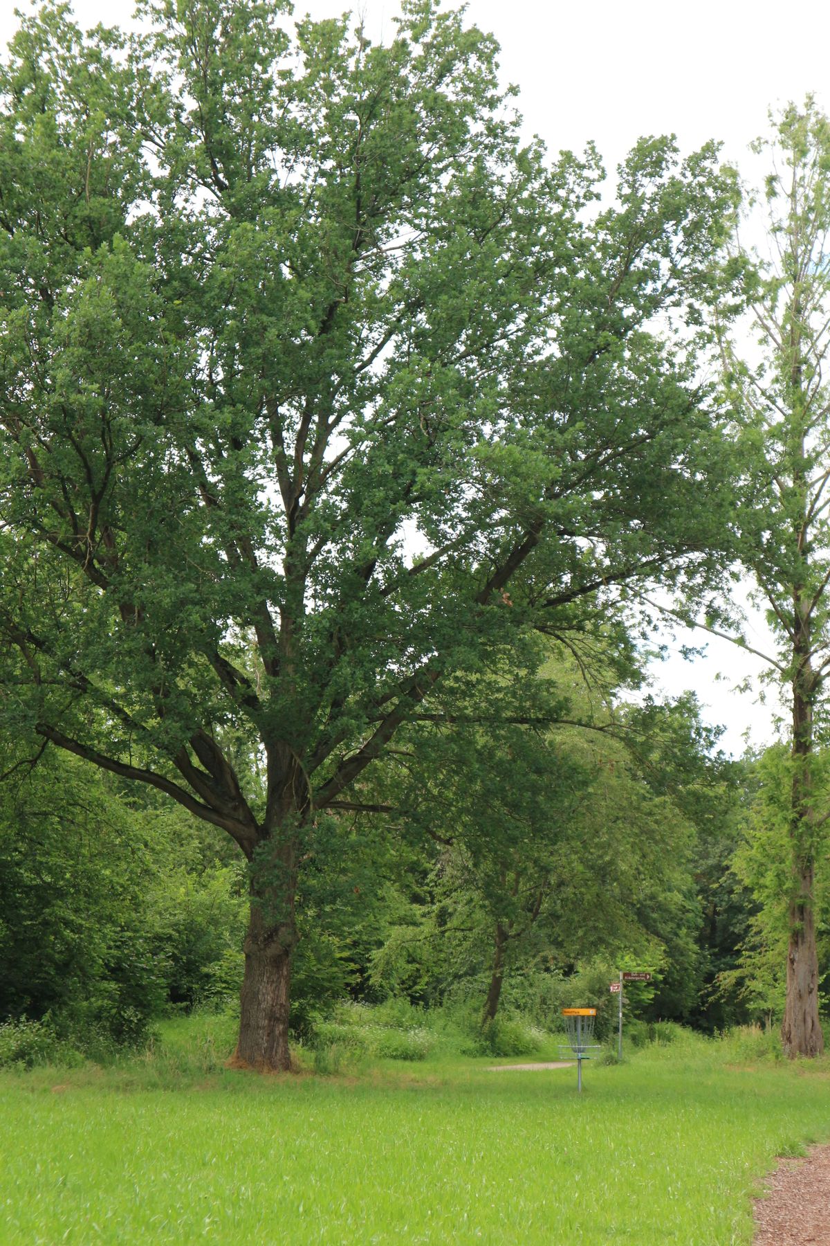 Basket from hole 16
